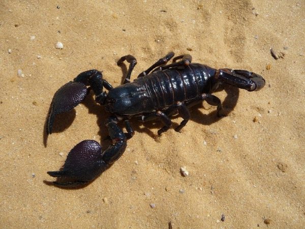 Emperor Scorpion Close Up