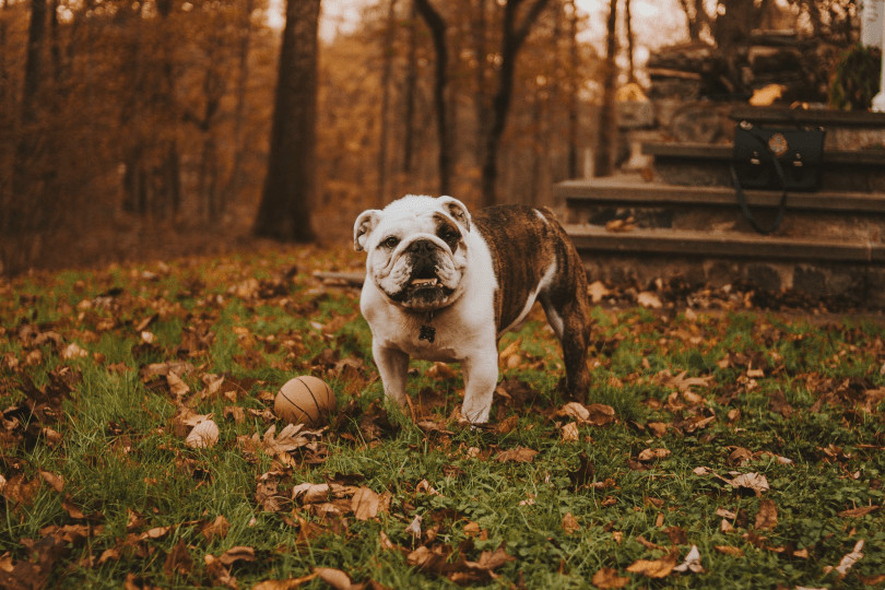 EngAm Bulldog in Forest