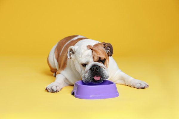English Bulldog Eating