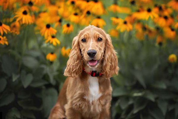 English Cocker Spaniel