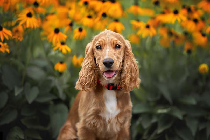 12 Best Cocker Spaniel Haircut Ideas - With Pictures! (2024) - We Love  Doodles