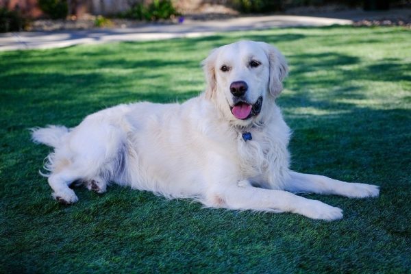 English Golden Retriever