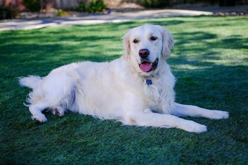 English Golden Retriever