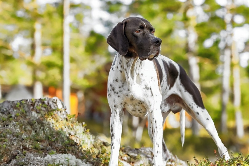 English Pointer in the woods
