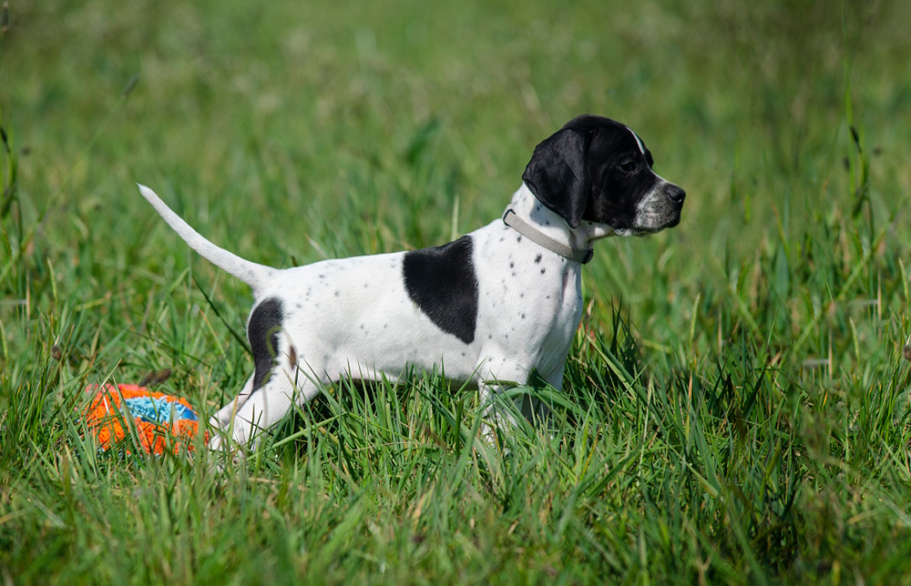 English Pointer puppy paying in the grass