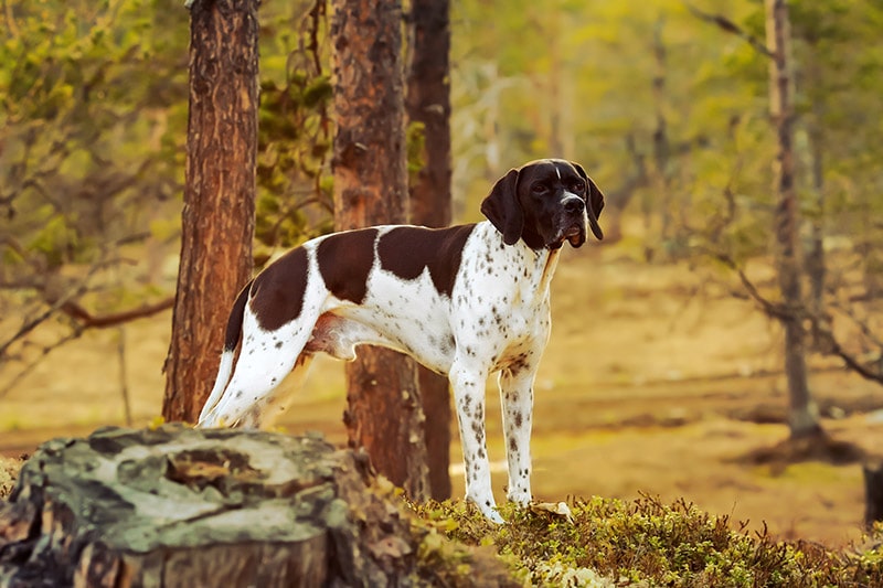 English Pointer standing in the middle of the-woods