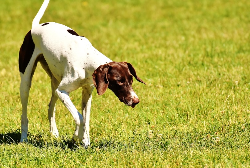 English Pointer walking in grass