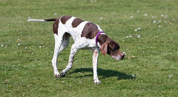English Pointer walking in the grass