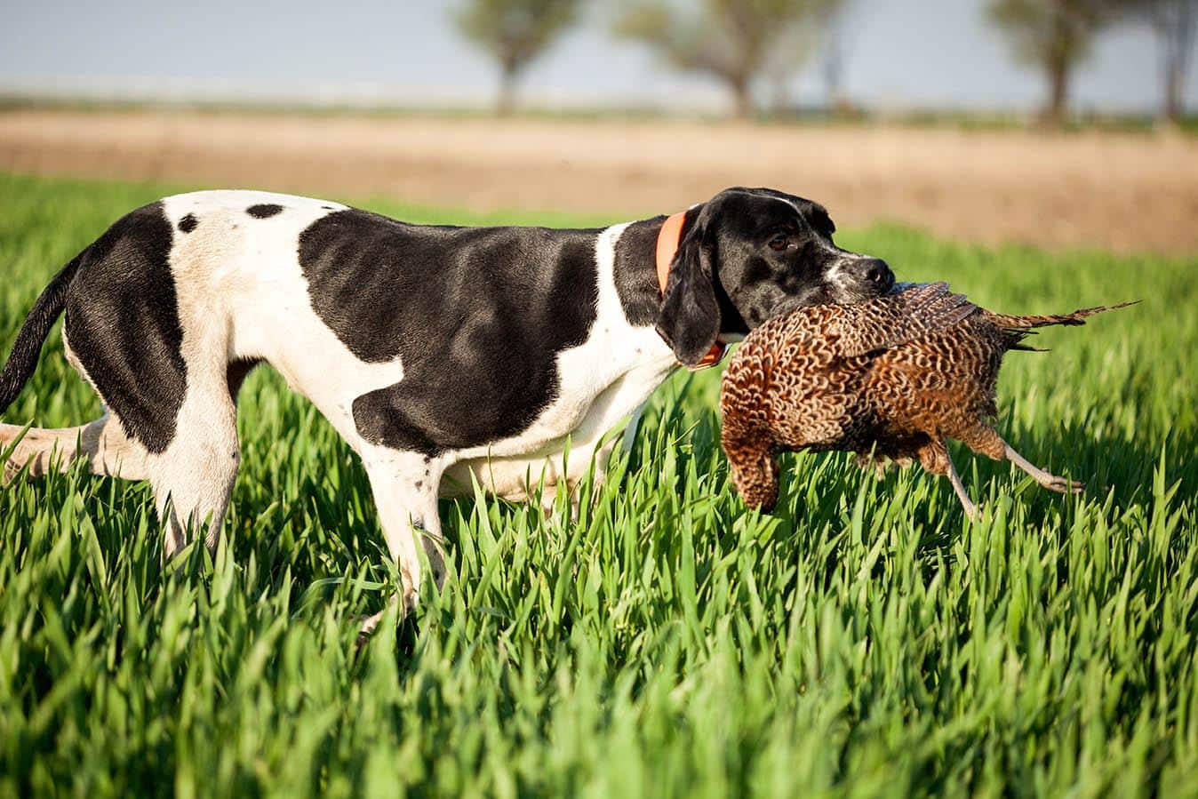 English Pointer with bird