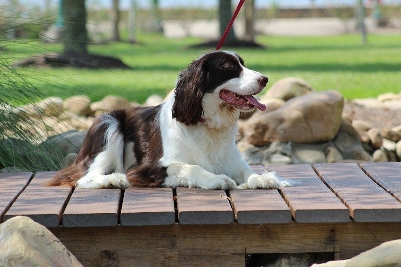 English Springer Spaniel outdoors