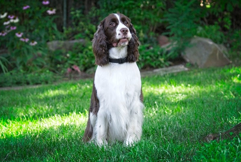 English Springer Spaniel sitting on grass