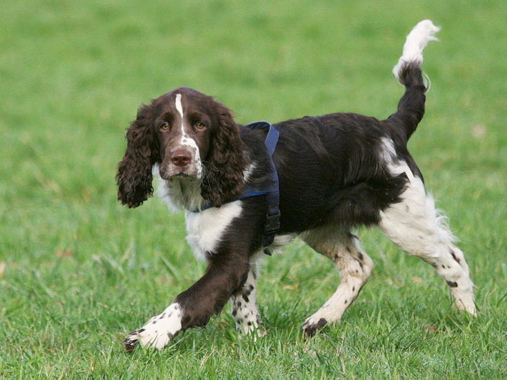 English Springer Spaniel walking on grass
