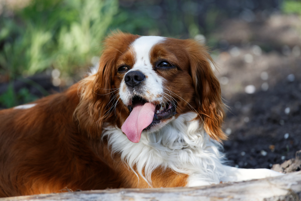 English Toy Spaniel Tongue out