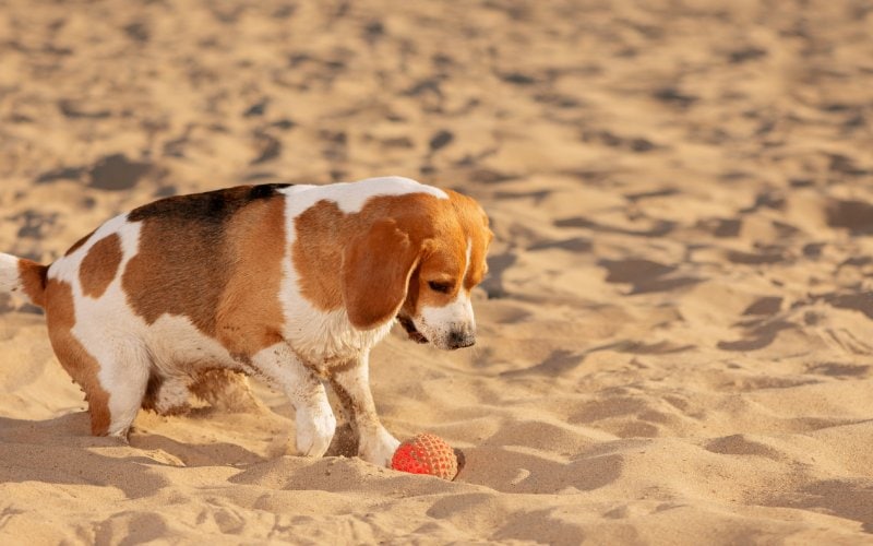 English beagle burying dog toy in the sand on the beach