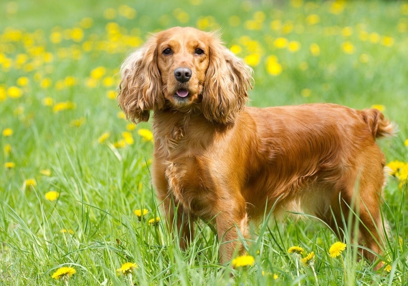 Hundebur Storrelse Cocker Spaniel () Hundebur Storrelse Cocker Spaniel