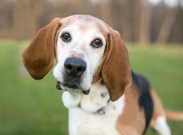 English foxhound