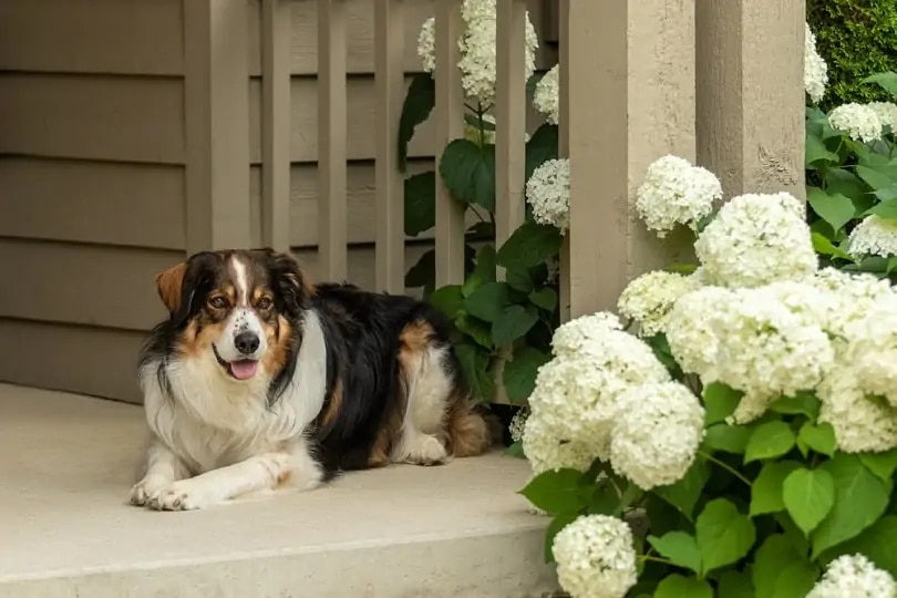 English shepherd_Jennifer McCallum, Shutterstock