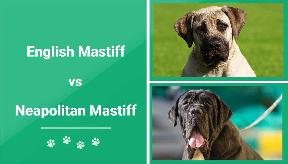 English vs Neapolitan Mastiff - Featured Image