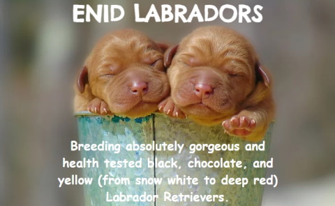 Enid labaradors logo