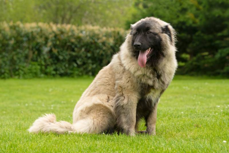 Estrela Mountain young dog