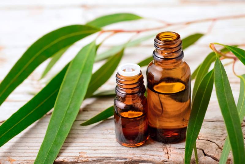 Eucalyptus essential oil and fresh eucalyptus leaves on the table