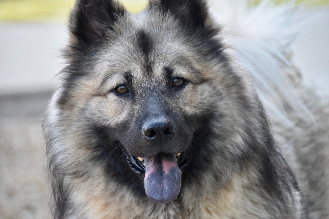 Eurasier Dog with black spots on tongue