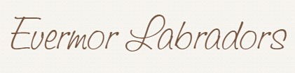 Evermor Labradors