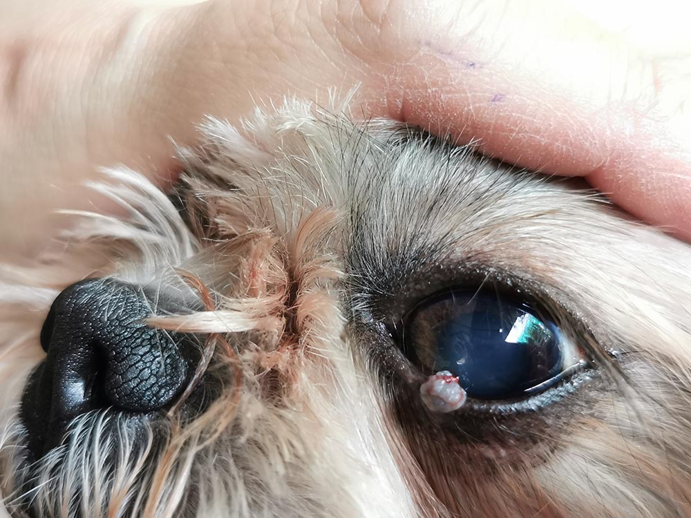 Eye of senior Shih Tzu dog 10 years old with a polyp under the lower eye