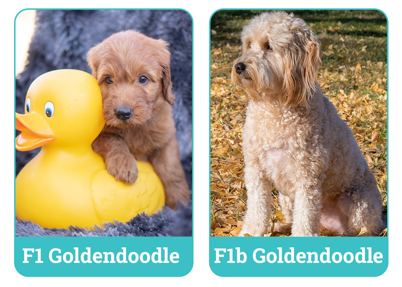 F1 vs F1b Goldendoodle side by side