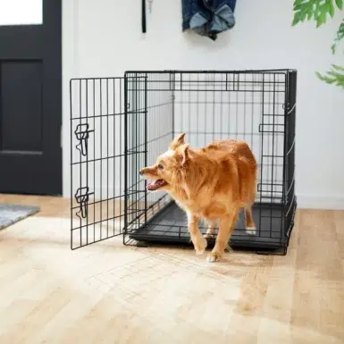 FRISCO Fold & Carry Single Door Collapsible Wire Dog Crate