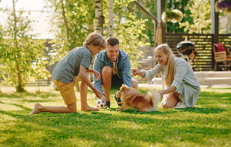 Family of Four Having fun Playing with Cute Little Pomeranian Dog In the Backyard. Father, Mother, Son Pet Fluffy Smart Puppy, teach and train it Commands. Sunny Summer Day in Idyllic Suburban House