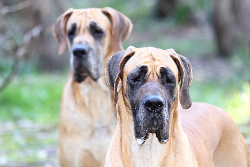 Fawn Great Dane Dog Breed