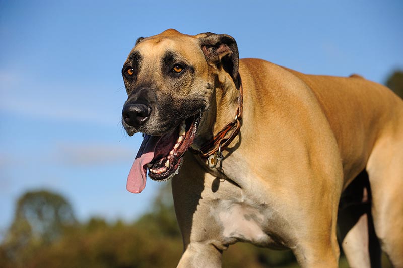 Fawn Great Dane dog