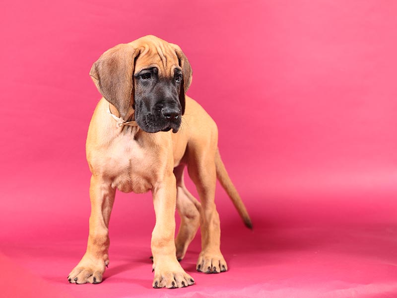 Fawn Great Dane puppy portrait