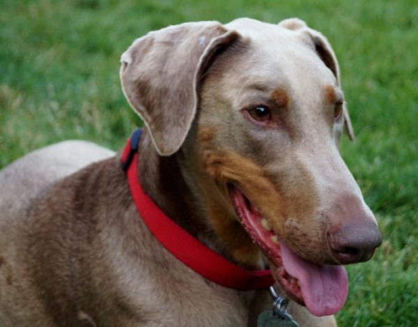 Fawn doberman with red collar