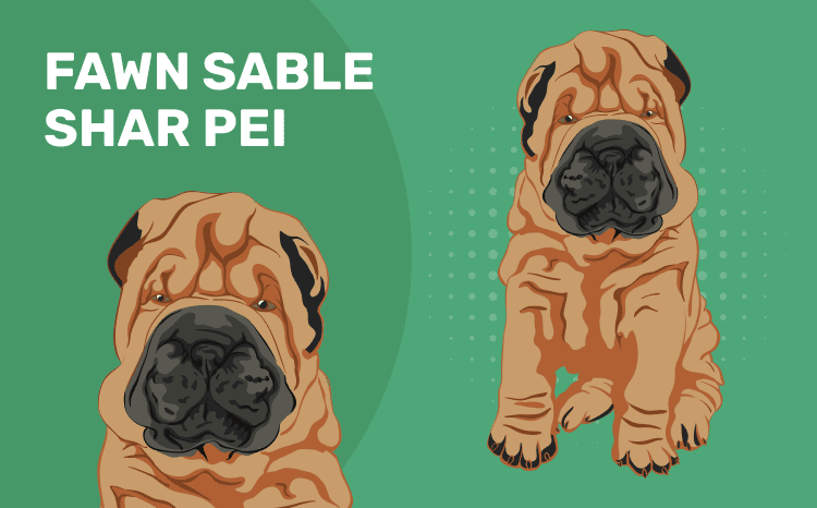 Fawn Sable Shar Pei