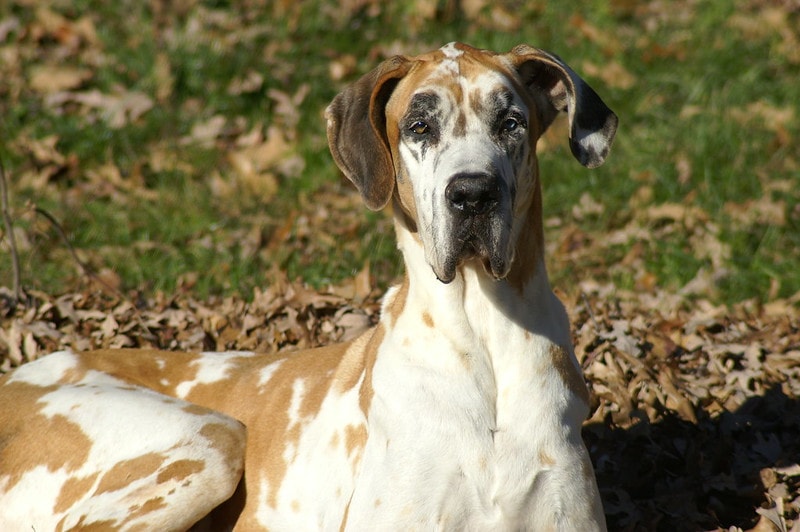 Fawnequin Great Dane