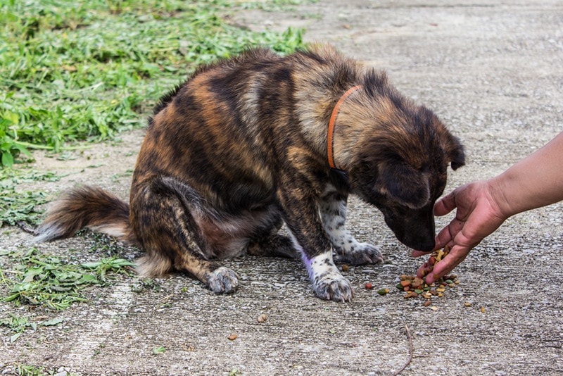 Feeding Stray Dogh