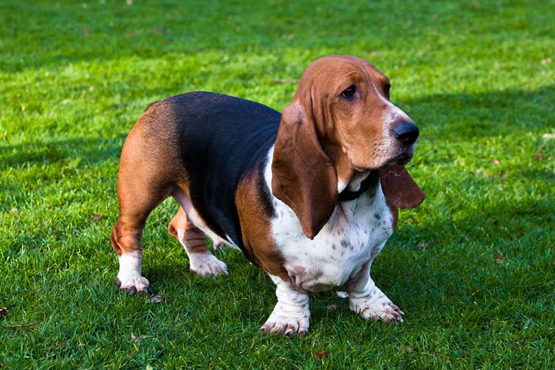 Female Basset Hound