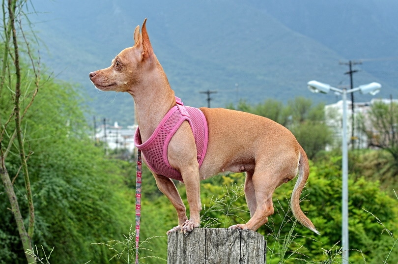 Female Chihuahua
