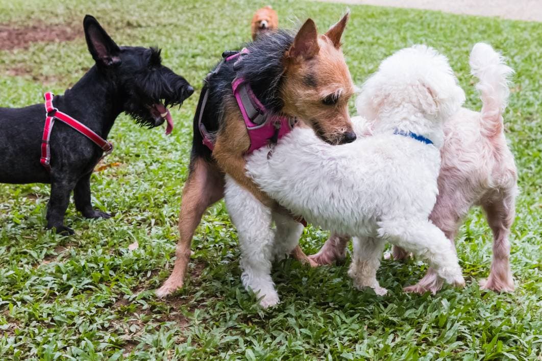Dogs humping at park on sunny day