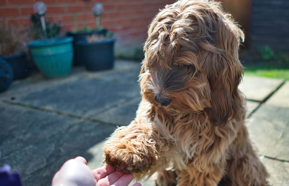 Female cockapoo puppy training