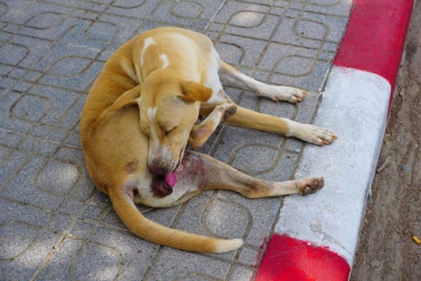 Female dog grooming the genitals by licking