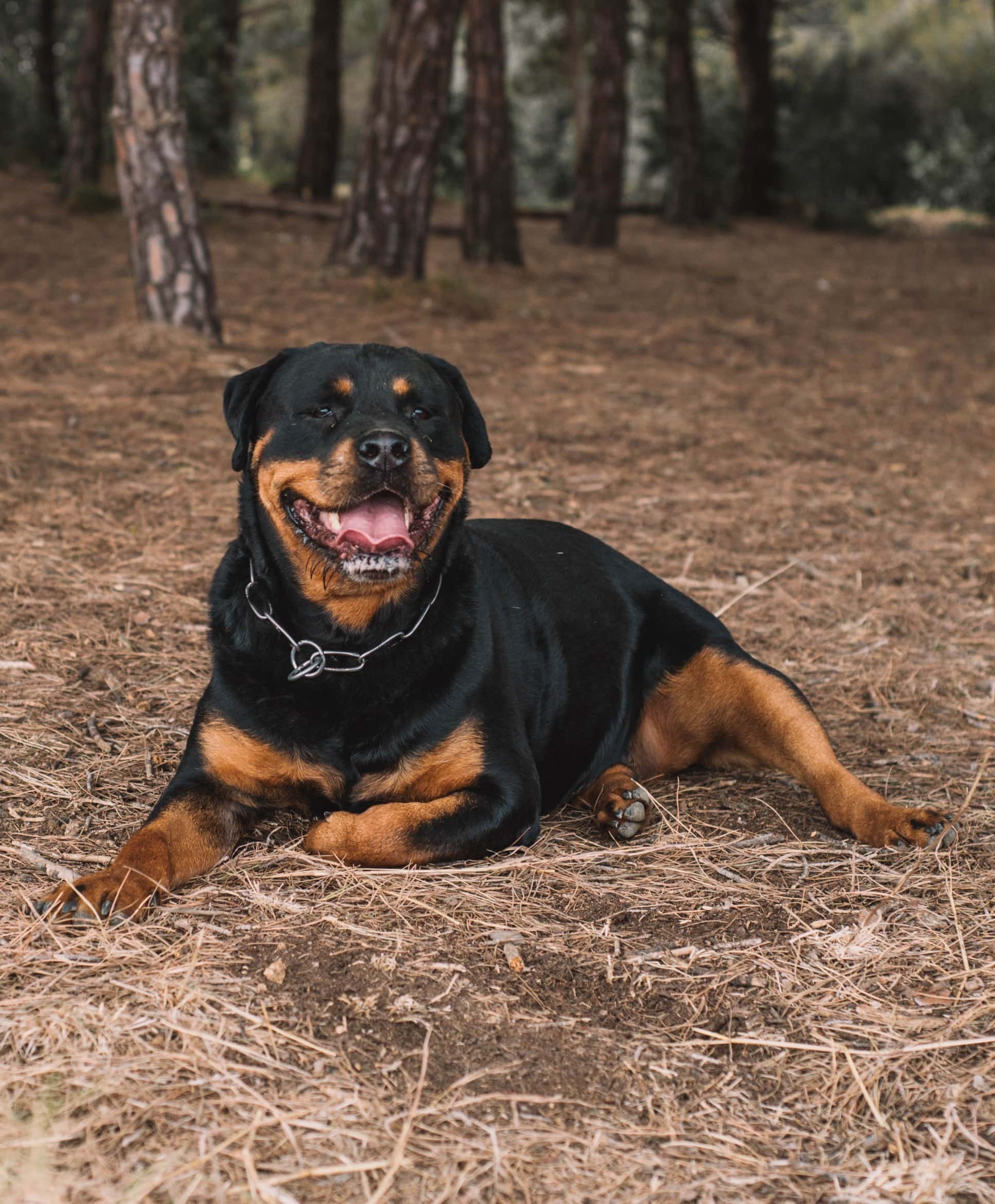 Female german line rottweiler dog enjoying a day out in the countryside