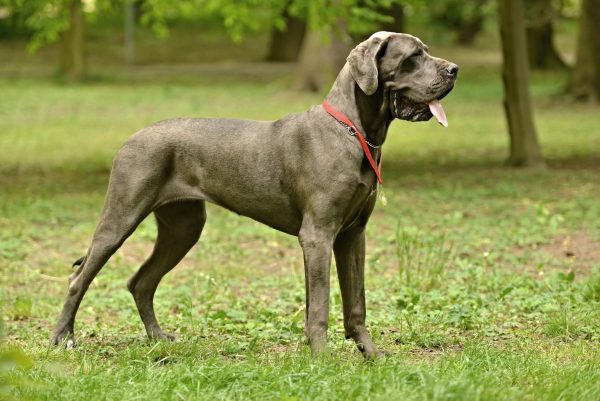 Great Dane dog