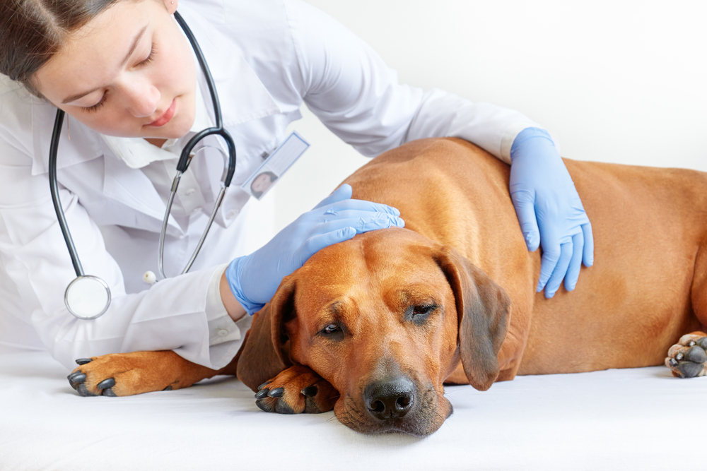 Female vet examining sick   and bittersweet  Rhodesian ridgeback dog