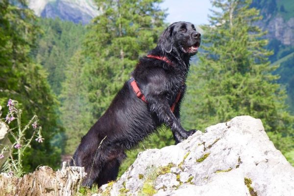 Flat-Coated Retriever