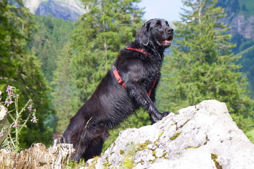 Flat-Coated Retriever