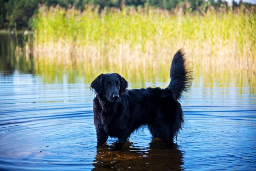 Flat-Coated Retrieve