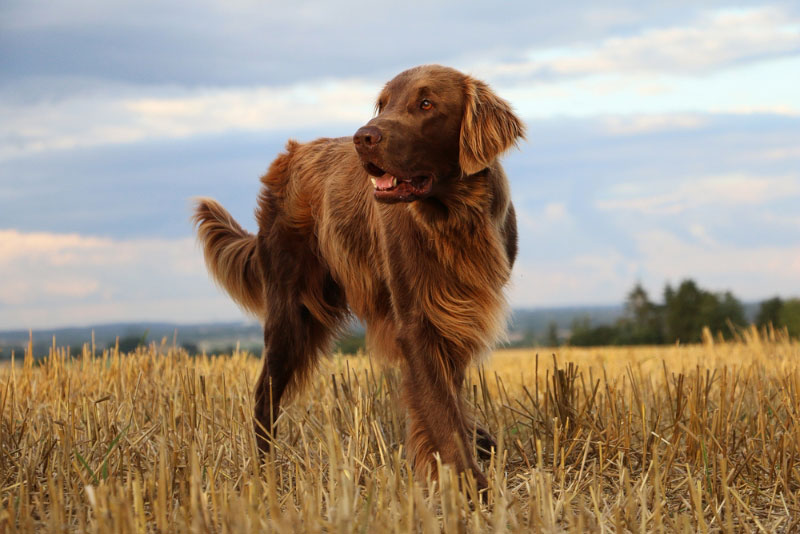 Flat coated retriever dog standing on a stubble field